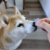 わんこも一緒に寒天ゼリー