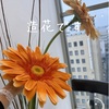 一言の日。この1週間でよく聞かれたこと。