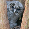 🦜野鳥の回【165】人生階段の先に🆕98種類目「フクロウ（梟）」