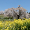 福島県のさくら旅（滝桜と観音寺川）