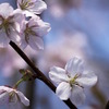 【2018年】気象会社6社の桜の開花予想と答え合わせ