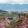 奈良大三輪神社の桜