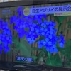 テレビで紫陽花が！