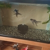 塩水浴も薬浴もせずに元気な青文魚
