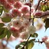 春の昭和記念公園の里桜、野草、小鳥たち。