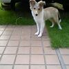 久しぶりのシェルティの子犬とレオンの沈丁花