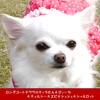 新しい犬服と御在所SAのドッグラン【2022紅葉旅行◆その２】