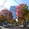 「青空と紅葉」