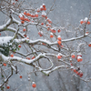 雪中の残柿