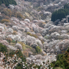 桜が見頃の奈良県吉野へバイクツーリング。吉野の桜を楽しむのなら中千本界隈だけで十分ですよ。