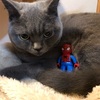 映画評論猫Asari☆「スパイダーマンファーフロムホーム」を語る！