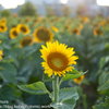 今年の向日葵