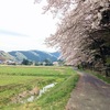 散りゆく遠山の8本桜に会いに行くサイクリング　散っていく桜の中を自転車で走る