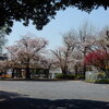 横浜鶴見の「平安、潮田公園」で桜、チューリップ見物！！（３）