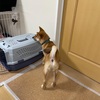 柴犬「きび」が来てから74日目【愛想してくれる】