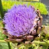 美しさが証明されたアーティチョークの花