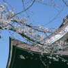 2021-03-26 桜色舞う頃