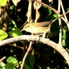 自宅周辺の鳥さんたち♪♪♪