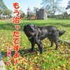 あの黒犬仮病だって噂なのよー