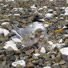 Littele Tern Project 2017