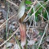 キシダマムシグサ Arisaema kishidae