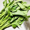 空芯菜とは?【味、保存法、栄養、旬の時期を解説】炒めものが最強の料理法