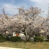 さみしい桜