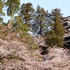  松江城の桜