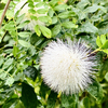 一輪の花とともに始める朝｜社労士の視点で伝える日々のこと