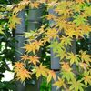 鎌倉の紅葉