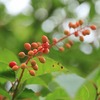 飛騨の木の実　【ウワミズザクラ】