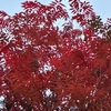 鎌倉の美しい紅葉・黄葉／桜落葉を詠った歌　　瑞泉寺までの道中の美しい紅葉・黄葉を探してみました．目立つのは楓でしたが，落葉も含めて目立って美しかったのは大巧寺のヌルデと道中のお宅のハゼノキ．思いのほか美しかったのがエノキとイヌビワの黄葉．荏柄天神の大イチョウの紅葉の見頃はもう少し先かと思います．八幡通りのサクラ紅葉，誰も見向きもしませんが風情があります．　いつとなき散れる桜の虫食い葉石の間に重なりにけり　土屋文明