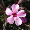 (316) Phlox subulata