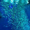 驚愕！「アクアワールド茨城県大洗水族館」の大人気ぶり