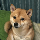 とりあえず豆柴とスペイン語で