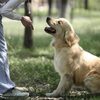 A Few Effective and Successful Dog Training Tips