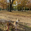 クリスマスケーキ＆おせち＆オードブル　お正月お休みのお知らせ