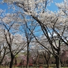 新潟・湯沢町の桜🌸