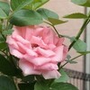 我が家の薔薇1輪