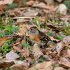 公園の野鳥達（アトリ）