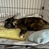 愛猫のあったかグッズいつしまおう？