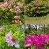  春から初夏の花７　ツツジ：万葉の時代から日本人に最も親しまれている植物の一つ．日本には17種ほどが自生．江戸時代中期に数多くの園芸品種が，江戸末期にはクルメツツジが，そして，明治から大正にかけて多くの品種がつくられています．万葉集/龍田道の岡辺の道に 丹(に)つつじのにほはむ時の桜花 咲きなむ時に山たづの迎へ参ゐ出む 君が来まさば