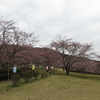 桜が咲き始め　八峰町　　4月6日