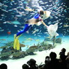 初めての水族館での写真撮影でダイバーのお姉さんと魚たちに涙が出てきた