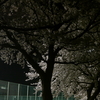桜が満開♪
