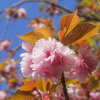 新園地での草刈り&石川直樹「この星の光の地図を写す」&4月のまほろば句会♪