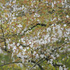 山桜（２０１２　０３１６）