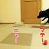 テンちゃんに振り回されっぱなしのココ姉ちゃん。