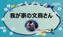 我が家の文鳥