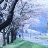 ３月３１日　桜を見にドライブ～